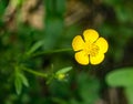 Bulbous Buttercup Ã¢â¬â Ranunculus bulbous